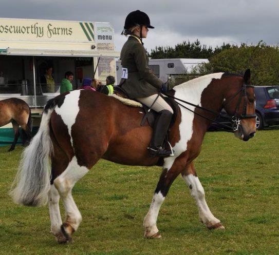 14.3hh skewbald mare 10 years old lightweight cob
